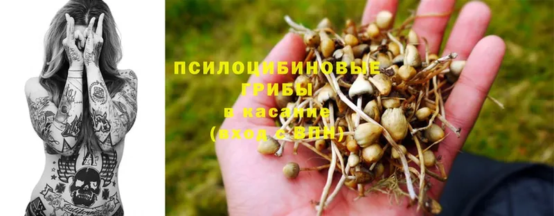 купить  сайты  Ардон  Псилоцибиновые грибы MAGIC MUSHROOMS 